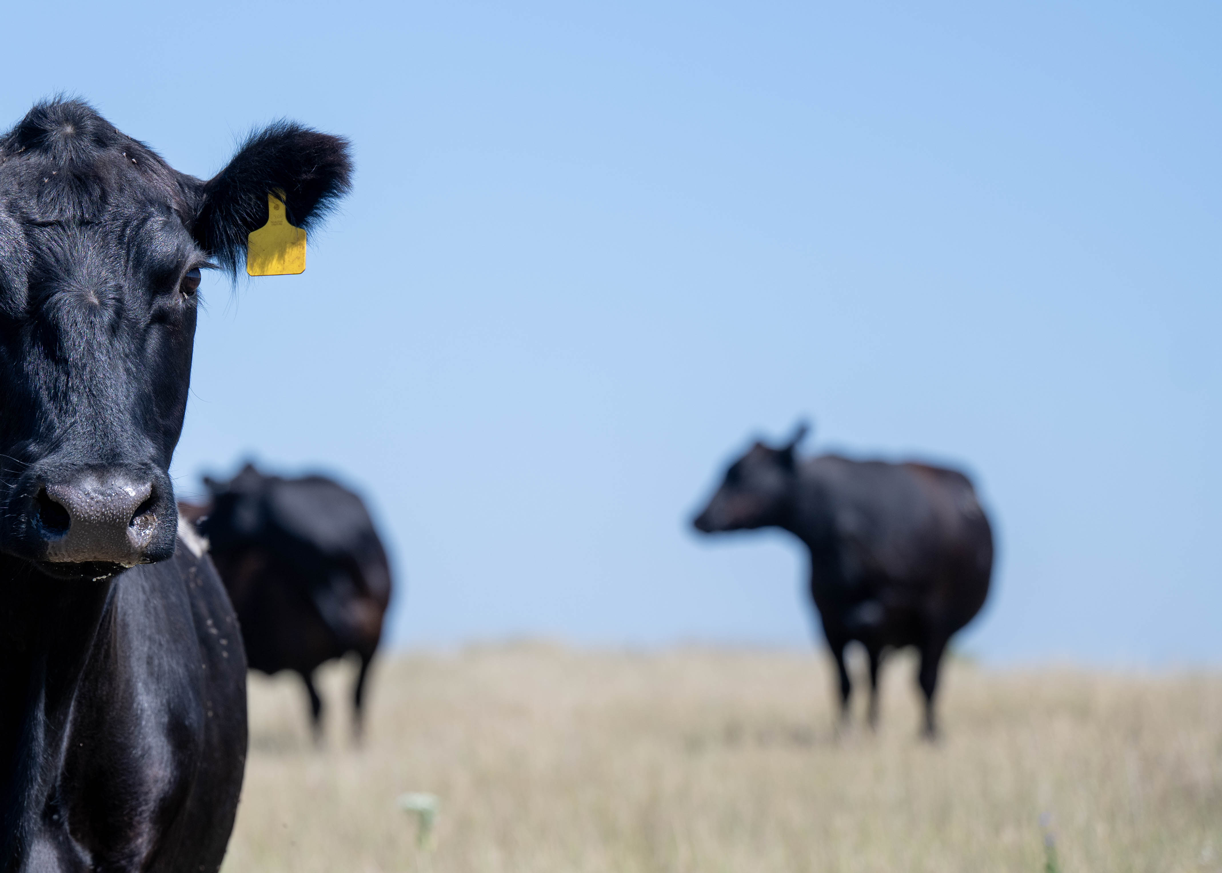 Nebraska Farmers Network introduces a new subsidiary, NFN Land.