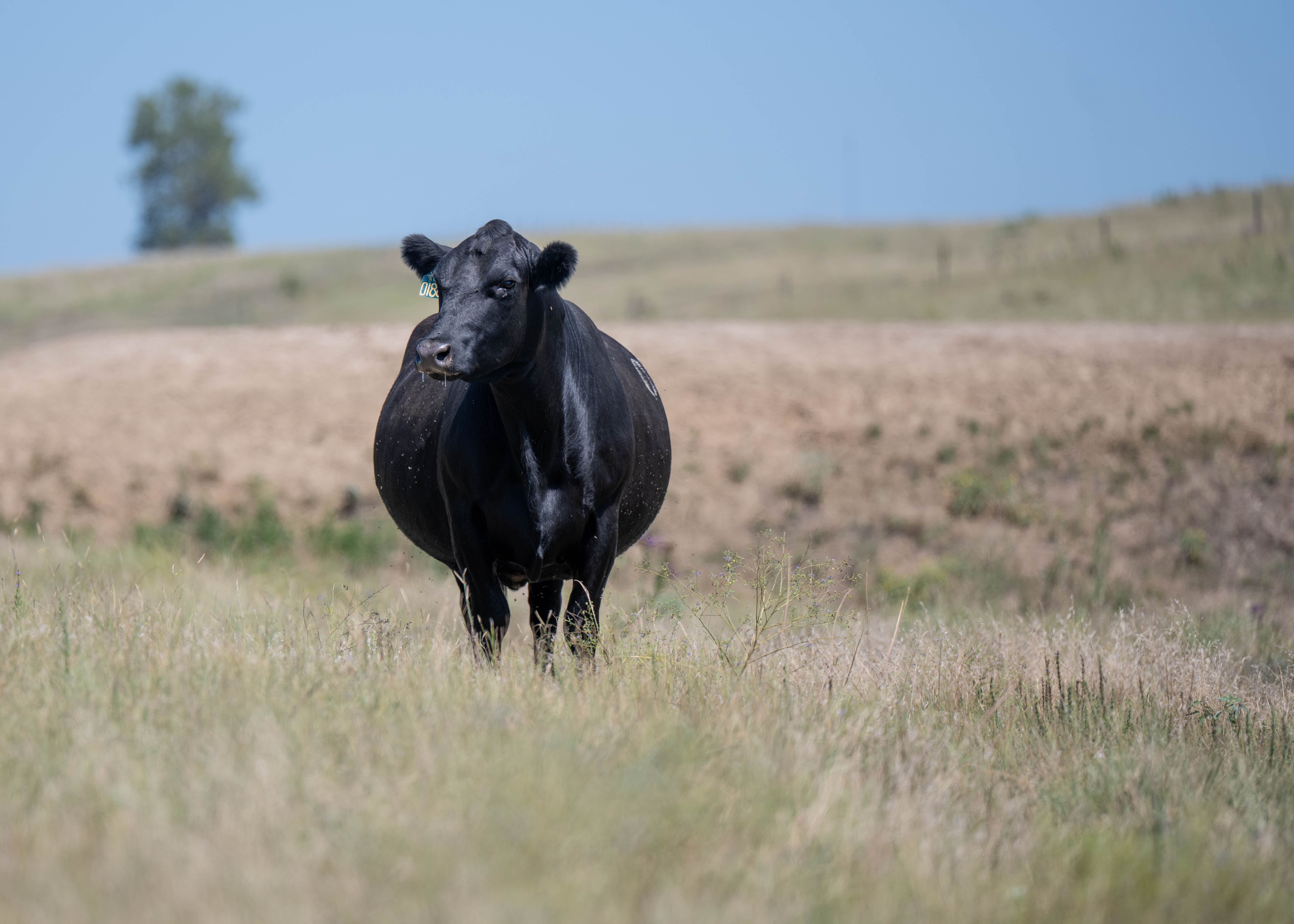 Profit vs. Purpose: The Future of Nebraska Land